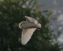 BARN OWL
